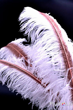 Struzzo con rachide bronzo – 50-60 cm – bianco  